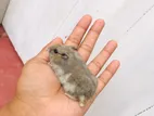 Dwarf Hamster