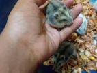 Dwarf Hamster