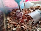 Dwarf Hamster