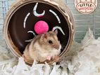 Dwarf Hamster