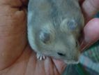 Dwarf Hamster