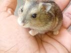 Dwarf Hamster