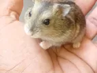 Dwarf Hamster