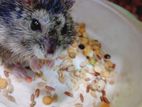 Dwarf Hamster