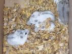 Dwarf Hamsters