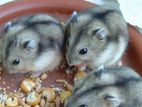 Dwarf Hamsters