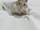 Dwarf Hamsters