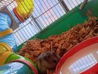 Dwarf Hamsters