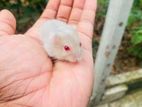 dwarf Hamsters