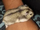 Dwarf Hamsters