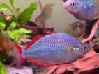 Dwarf Rainbow Fish