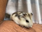 Dwarf Winter White Hamster