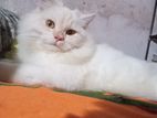 Persian Cat