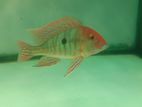 Eartheater Fish