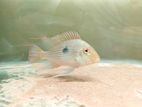 Eartheater fish