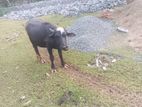 Earumai Maadu