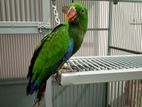 Eclectus Baby Parrot