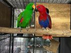 Eclectus Bird