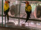 Eclacter Sun Conure Ring Neck