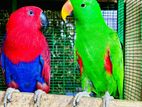 Eclectus Birds