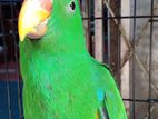 Eclectar Parrot