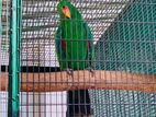 Eclecter Parrot (jumbo)