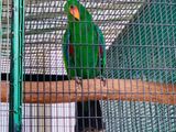 Eclecter Parrot (jumbo)