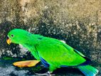 Eclectus Parrot