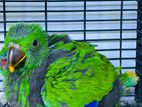 Eclectrus chick