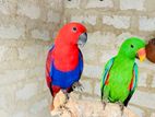 Eclectus Parrot