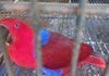 Eclectus Bird in Malabe