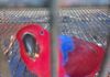 Eclectus Bird Pets