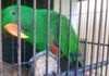 Eclectus Bird Bird