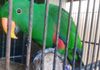 Eclectus Bird