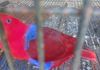 Eclectus Bird in Colombo