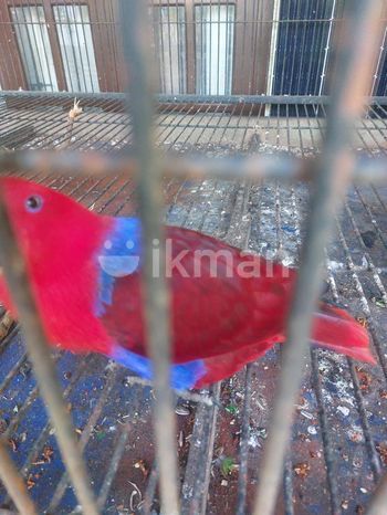 Eclectus Bird