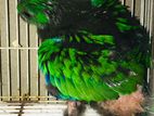 Eclectus & Blue Ring Neck Baby's