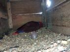 Eclectus Pair`