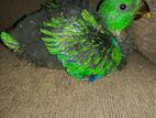 Eclectus Baby Bird