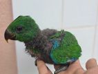 Eclectus Bird Chicks
