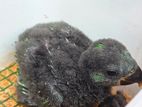 Eclectus Bird chicks