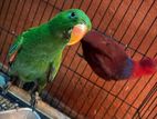 Eclectus Bird