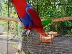 Eclectus Bird