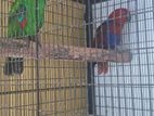 Eclectus Birds