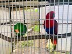 Eclectus Bird