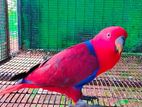 Eclectus Bird