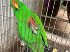Eclectus Bird
