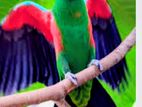 Eclectus Bird