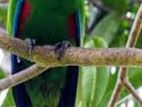 Eclectus Bird