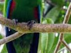 Eclectus Bird